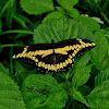 Eastern Giant Swallowtail