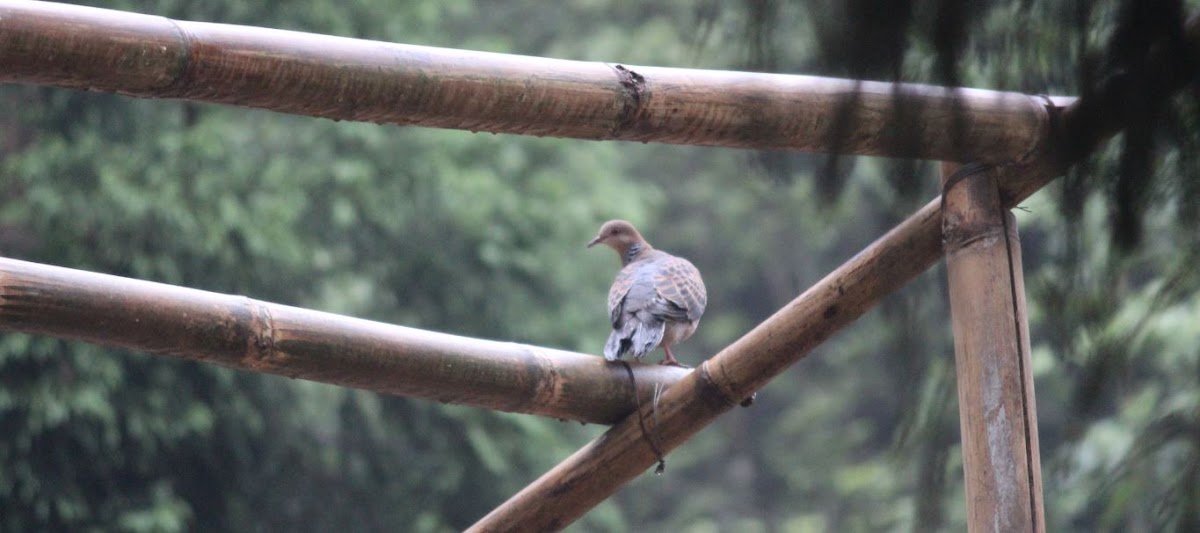 Oriental Turtle Dove