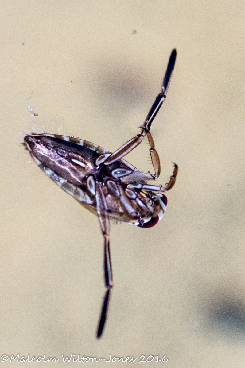 Water Boatman