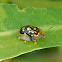 Mottled Tortoise Beetle