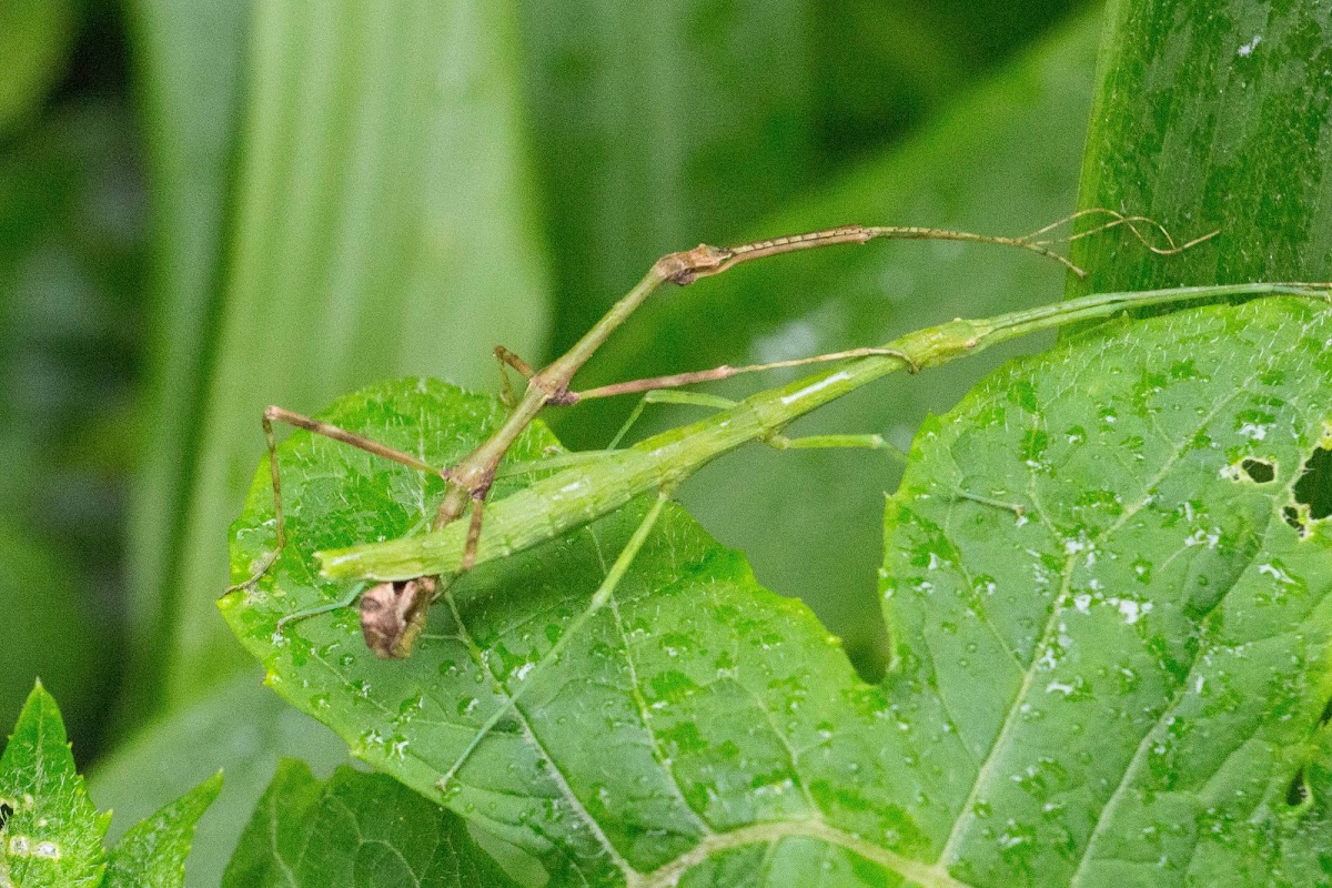 Stick insects mating