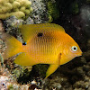 Threespot Damselfish (Juvenile)