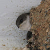 House Martin