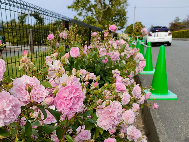 DS3 カブリオの薔薇が見頃・これで無料って凄すぎる・泉南市農業公園・早朝撮影・花咲きファームに関するカスタム事例の投稿画像7枚目
