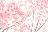 Sakura/桜