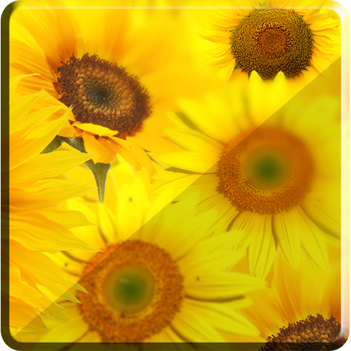 Sun flower dance LWP HD 媒體與影片 App LOGO-APP開箱王