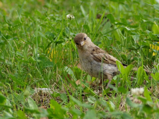 Cucù di quateo