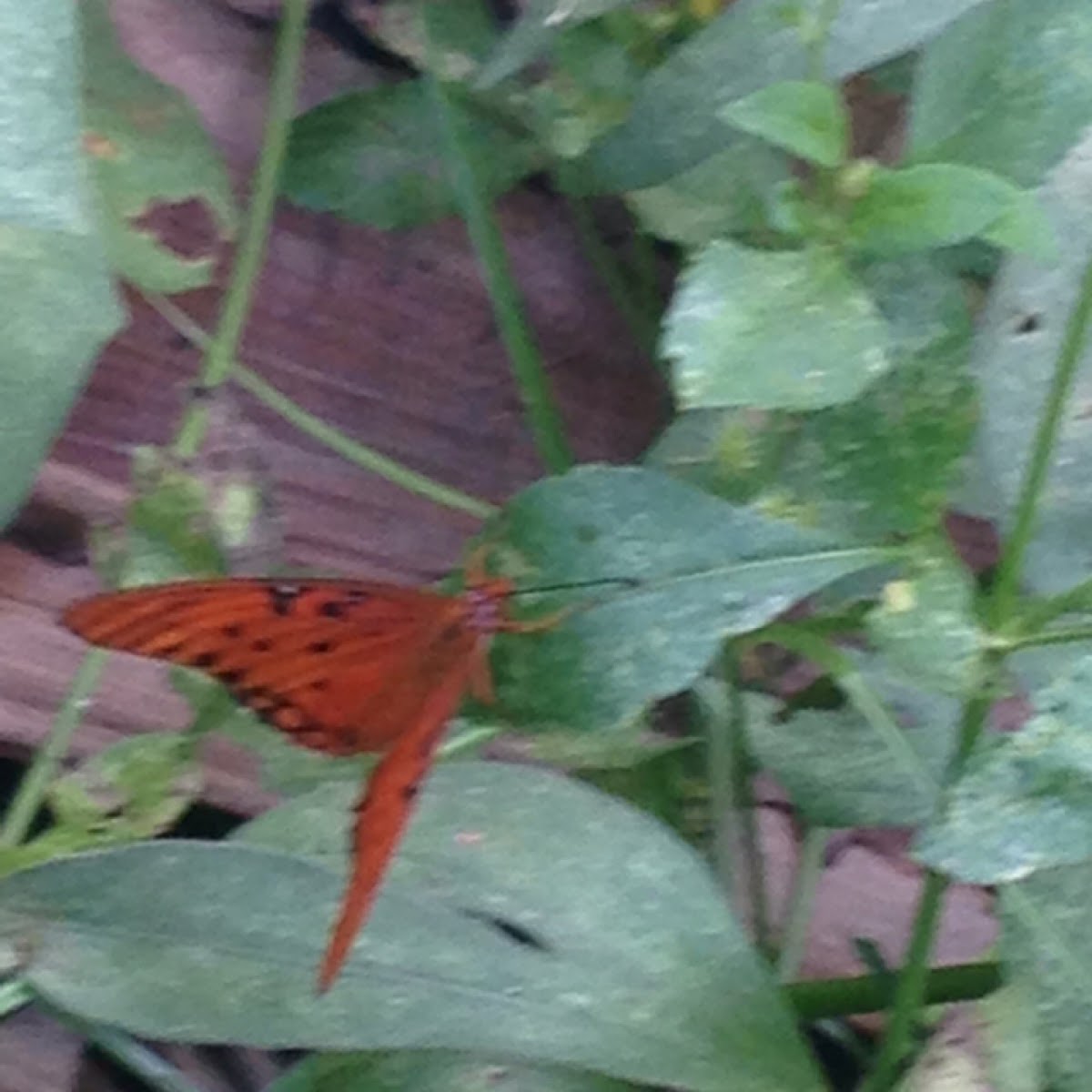 Gulf Fritillary