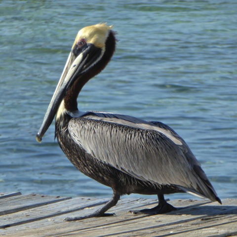 Brown Pelican