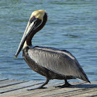 Brown Pelican