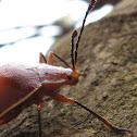 Striped Pleasing Fungus Beetle