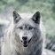 Gray Wolf