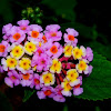 Lantana