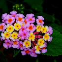 Lantana