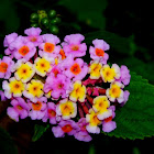 Lantana