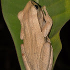 Tree Frog