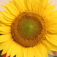 Un Solo Girasole di 