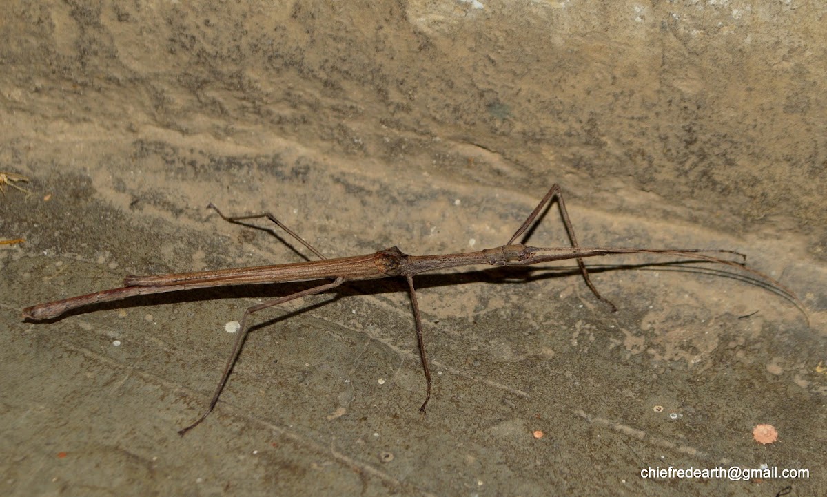 stick insect