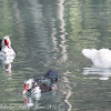 Muscovy Duck; Pato Criollo