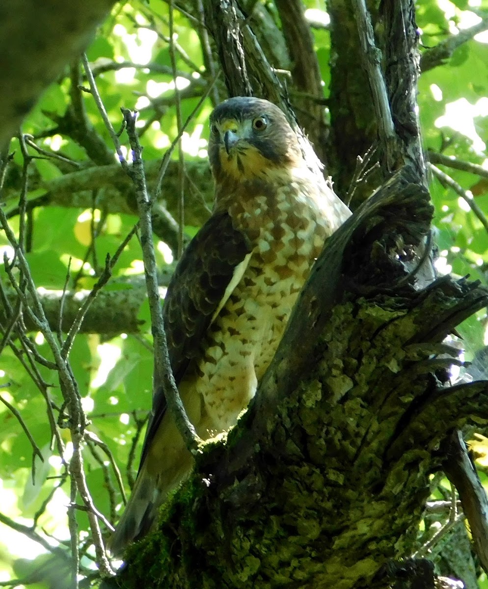 Broad-winged Hawk