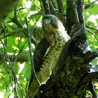 Broad-winged Hawk