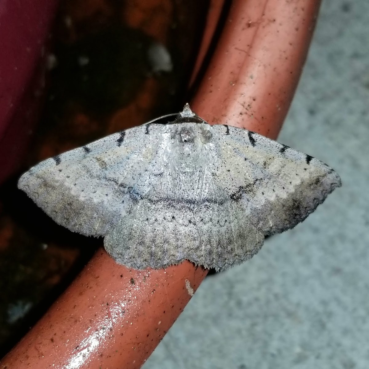 Moon-Lined Moth