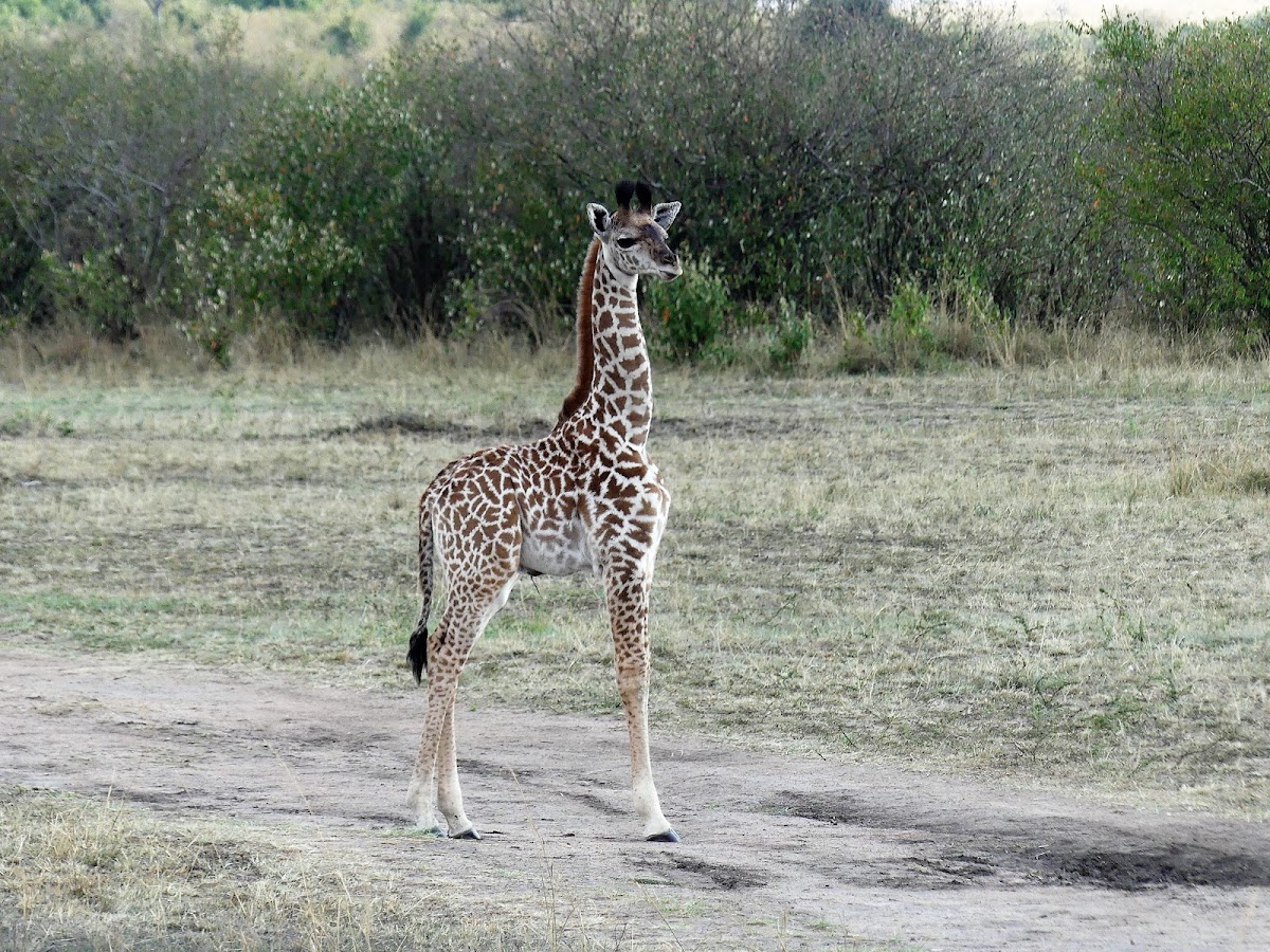 Giraffe