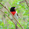 Rose-breasted Grosbeak