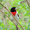 Rose-breasted Grosbeak