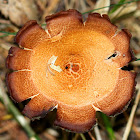 Laccaria Mushroom