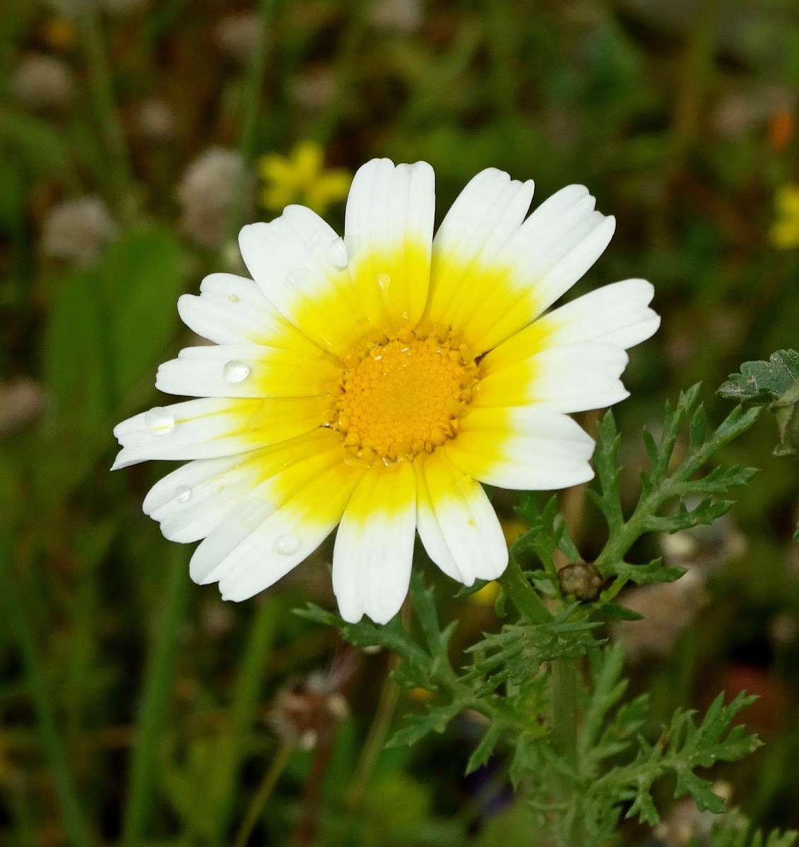 Crown Daisy