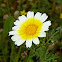 Crown Daisy