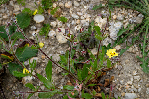 Xolantha Tuberaria guttata