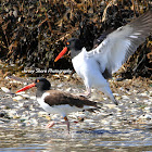 American Oystercatcher