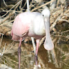 Roseate Spoonbill