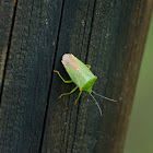 Pentatomidae 蝽