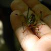 Metaplastes katydid