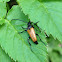 red longhorn beetle