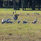 Sandhill Crane