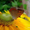 Small Copper or Common Copper