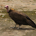 Hooded vulture