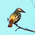 Sulphur Bellied Flycatcher