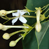 Smooth Clerodendrum