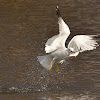 Ring-Billed Gull