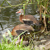 Black-bellied whistling duck