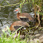 Black-bellied whistling duck