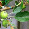 Apple tree