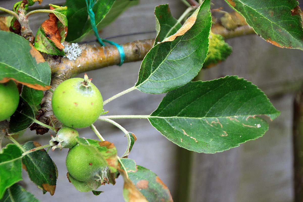 Apple tree