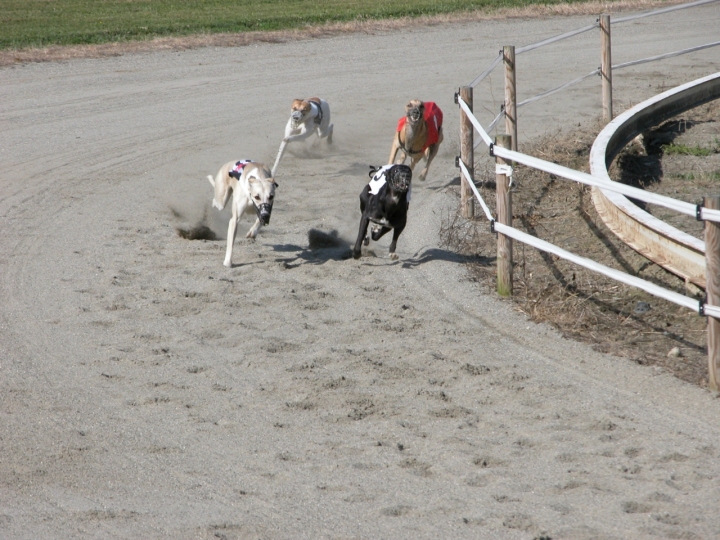 Fatica da cani di alfoone