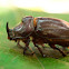 European rhinoceros beetle